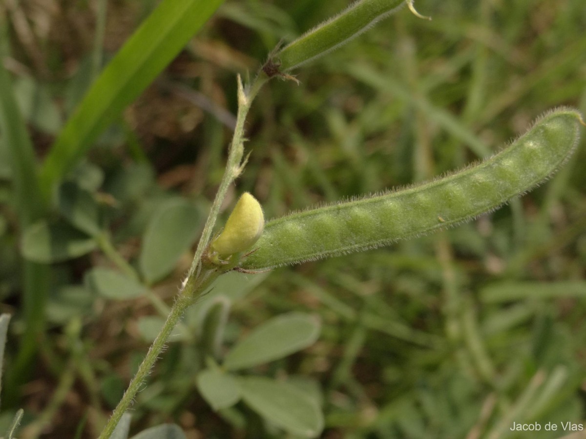 Tephrosia pumila (Lam.) Pers.